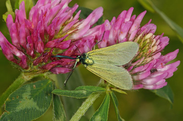 Adscita statices (LINNAEUS, 1758) Ampfer-Grünwidderchen DE, RLP, Kröv, Mosel 24.05.2015