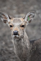 Portrait of a roe deer in a forest in Germany