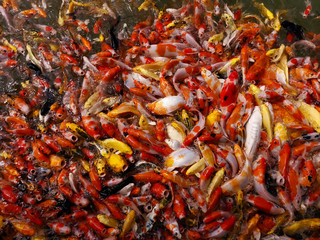 Hundreds of fancy carp koi fish eating