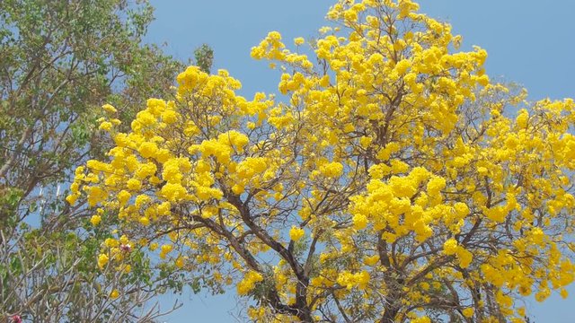 view panning to top tree of Beautiful Tabebuia chrysantha blossom blooming on tree with blue sky background, other names Golden Tree, Golden Trumpet Tree, Yellow Pui.
