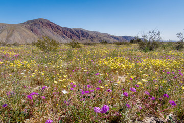 Obraz premium 2019 Desert Super Bloom in the Anza Borrego Desert, Borrego Springs
