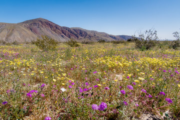 2019 Desert Super Bloom in the Anza Borrego Desert, Borrego Springs