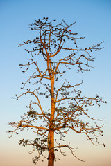 Branch of trees with blue sky background