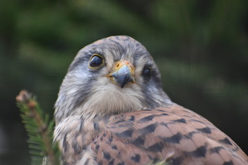 Portrait of a colorful small bird
