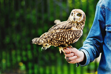 The swamp owl bird full-length is sitting on the man's hand looking aside on a green plant background