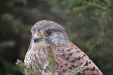 Portrait of a colorful small bird