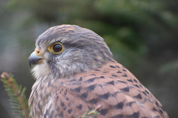 Portrait of a colorful small bird