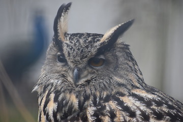 Portrait of a brown owl in a park in Germany