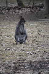 A sweet kangaroo is sitting on a green meadow in a park in Germany