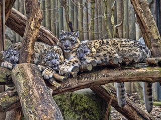 Female Snow leopard, Uncia ounce, with subadult chick
