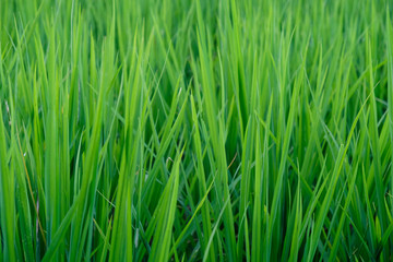 Fototapeta na wymiar Grass on green background