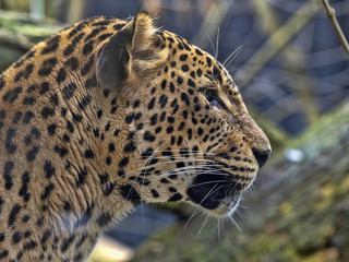 Fototapeta na wymiar Portrait of male Persian Leopard, Panthera pardus saxicolor