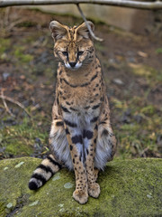 Serval, Leptailurus serval, sits on a boulder watching the surroundings