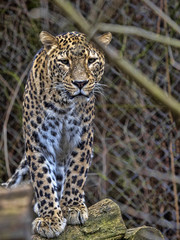 Fototapeta premium Persian Leopard male, Panthera pardus saxicolor, sitting on a branch