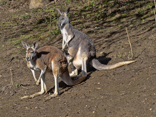 Female Red kangaroo, Megaleia rufa, with her baby in her bag