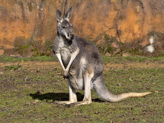 Naklejka na ściany i meble Standing Large Female Red Kangaroo, Megaleia rufa