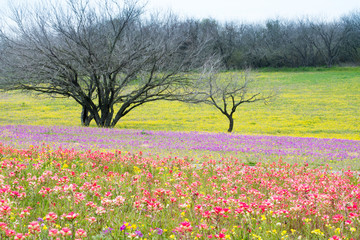 Spring Wildflowers in Texas Hill Country
