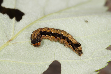 Anorthoa munda ([DENIS & SCHIFFERMÜLLER], 1775) Zweifleck-Kätzcheneule, Raupe DE, RLP, Starkenburg, Mosel 24.05.2015