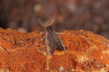 Psyche casta (PALLAS, 1767) Kleiner Rauch-Sackträger DE, NRW, Leverkusen 25.06.2015