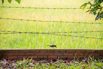 Birds eat worms on the brick wall with barbed wire Background blurry rice paddy field. - Powered by Adobe