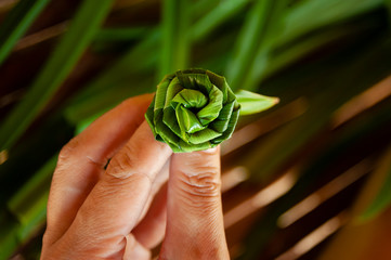 Pandan leaves are made into roses by one hand.