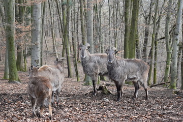 Naklejka na ściany i meble Brown billy goats in a forest in Germany