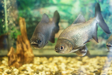 piranha