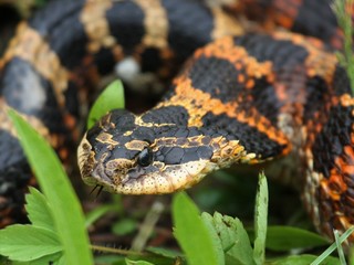 Hognose snake