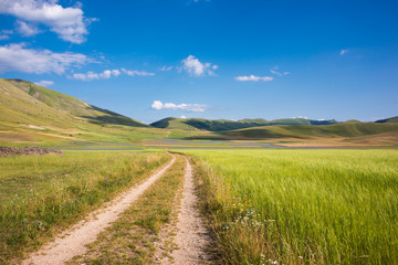 Countryside road among green fields in summer