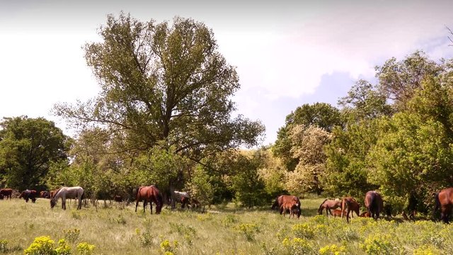 Horses grazing in the steppe - a typical Ukrainian rural picture