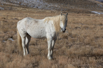 Naklejka na ściany i meble Majestic Wild Horse Stallion in the Utah Desert in Winter