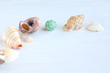 Many beautiful colorful exotic seashells with selective focus on white wooden background. Summer vacation backdrop with colorful tropical sea shells. Beautiful summer flat lay with set of shell