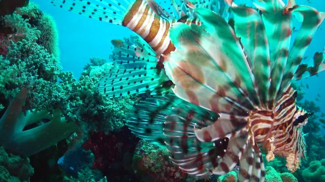 Common lionfish (Pterois volitans), Fish hunt and swim over a coral reef. Red Sea, Egypt