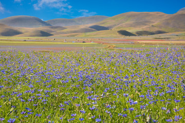 Obraz premium Countryside in summer with fields of wild flowers