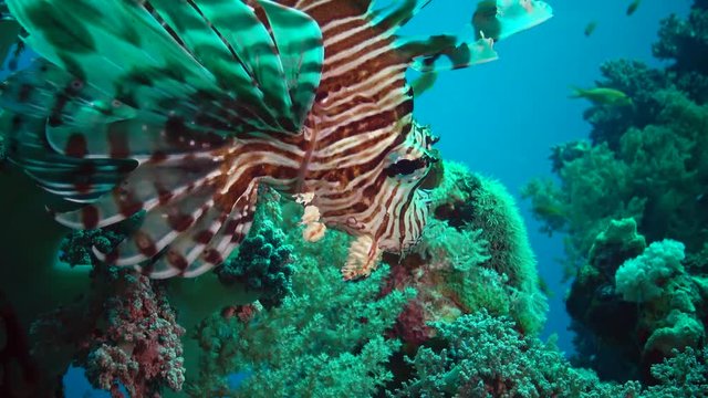 Common lionfish (Pterois volitans), Fish hunt and swim over a coral reef. Red Sea, Egypt