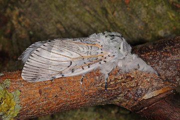 Cerura vinula (LINNAEUS, 1758) Großer Gabelschwanz DE, NRW, Leverkusen 26.06.2015