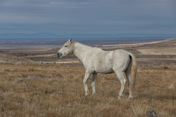 Naklejka na ściany i meble Majestic Wild Horse Stallion in the Utah Desert in Winter