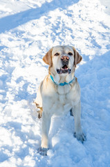 Labrador Retriever in the snow