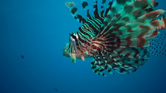 Common lionfish (Pterois volitans), Fish hunt and swim over a coral reef. Red Sea, Egypt