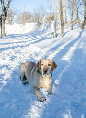Labrador Retriever in the snow