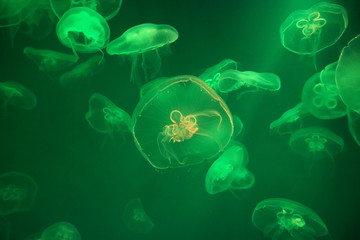 Jellyfish swim in the green waters as the backdrop.