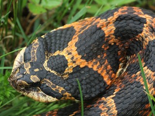 Eastern Hognose snake