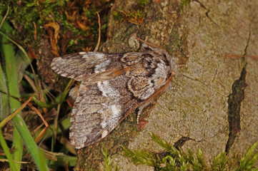 Drymonia dodonaea ([DENIS & SCHIFFERMÜLLER], 1775) Ungefleckter Zahnspinner DE, RLP, Kröv, Mosel 24.05.2015