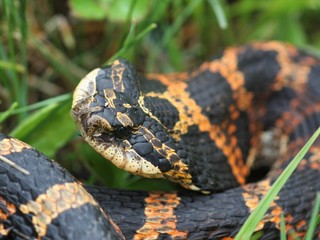 Eastern Hognose snake