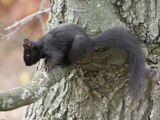 squirrel on tree