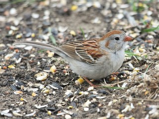 Sparrow