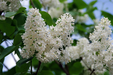 Blooming lilac against the sky