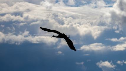 Sandhill crane in flight