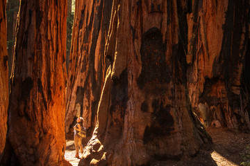 Hiker in Sequoia national park in California, USA