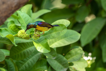 The colorful Brown-throated sunbird seek for food